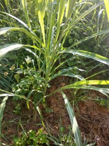 1534182478-name-that-plant-1 | Walter Reeves: The Georgia Gardener