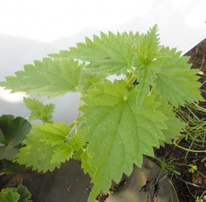 1534196866-name-that-plant-1 | Walter Reeves: The Georgia Gardener