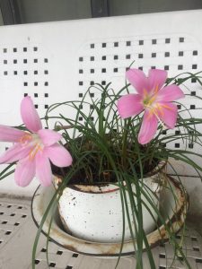 1534201799-name-that-plant-1 | Walter Reeves: The Georgia Gardener