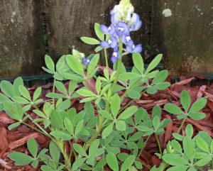 1534335127-name-that-plant-1 | Walter Reeves: The Georgia Gardener