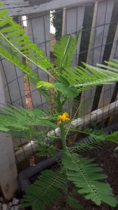 1534373121-name-that-plant-1 | Walter Reeves: The Georgia Gardener