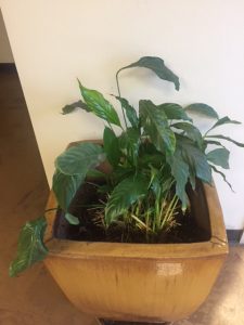 1534444821-name-that-plant-1 | Walter Reeves: The Georgia Gardener