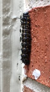 1534683696-name-that-plant-1 | Walter Reeves: The Georgia Gardener