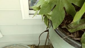 1534778011-name-that-plant-1 | Walter Reeves: The Georgia Gardener