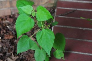 1534803776-name-that-plant-1 | Walter Reeves: The Georgia Gardener