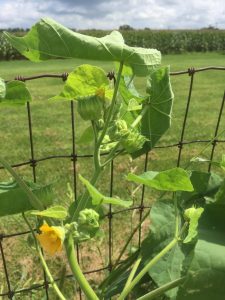 1534873854-name-that-plant-1 | Walter Reeves: The Georgia Gardener