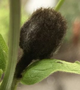 1534971647-name-that-plant-1 | Walter Reeves: The Georgia Gardener