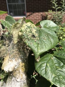 1535045617-name-that-plant-1 | Walter Reeves: The Georgia Gardener