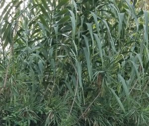 1535373703-name-that-plant-1 | Walter Reeves: The Georgia Gardener