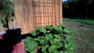 1535468125-name-that-plant-1 | Walter Reeves: The Georgia Gardener