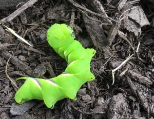 1535729870-name-that-plant-1 | Walter Reeves: The Georgia Gardener