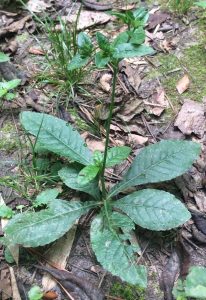 1535817187-name-that-plant-1 | Walter Reeves: The Georgia Gardener