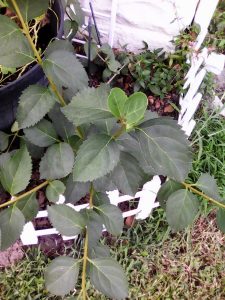 1535834340-name-that-plant-1 | Walter Reeves: The Georgia Gardener