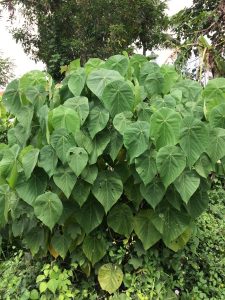 1535914975-name-that-plant-1 | Walter Reeves: The Georgia Gardener