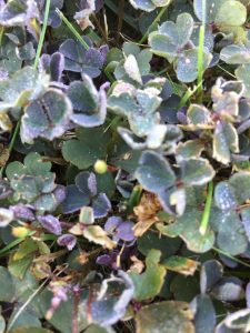 1535977099-name-that-plant-1 | Walter Reeves: The Georgia Gardener