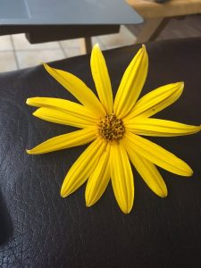 1536090556-name-that-plant-1 | Walter Reeves: The Georgia Gardener