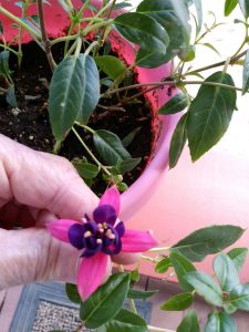 1536097883-name-that-plant-1 | Walter Reeves: The Georgia Gardener