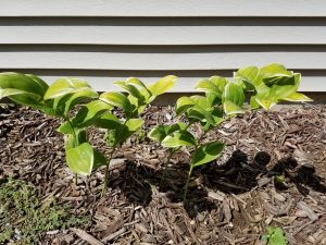 1536174195-name-that-plant-1 | Walter Reeves: The Georgia Gardener