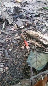 1536853258-name-that-plant-1 | Walter Reeves: The Georgia Gardener