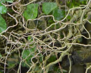 1536949451-name-that-plant-1 | Walter Reeves: The Georgia Gardener