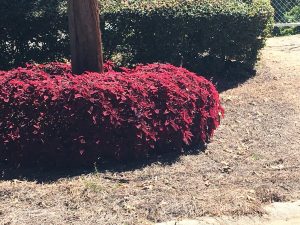 1537196698-name-that-plant-1 | Walter Reeves: The Georgia Gardener