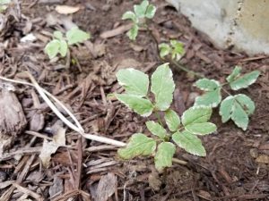 1537200510-name-that-plant-1 | Walter Reeves: The Georgia Gardener