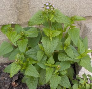 1537374870-name-that-plant-1 | Walter Reeves: The Georgia Gardener