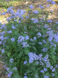 1537538122-name-that-plant-1 | Walter Reeves: The Georgia Gardener