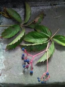 1537648231-name-that-plant-1 | Walter Reeves: The Georgia Gardener