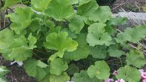 1537898693-name-that-plant-1 | Walter Reeves: The Georgia Gardener