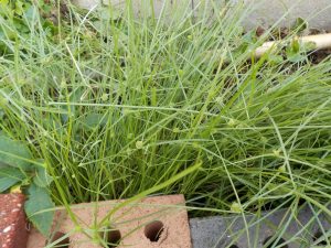 1537967479-name-that-plant-1 | Walter Reeves: The Georgia Gardener