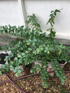 1537972660-name-that-plant-1 | Walter Reeves: The Georgia Gardener