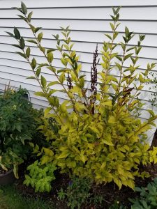 1537982773-name-that-plant-1 | Walter Reeves: The Georgia Gardener