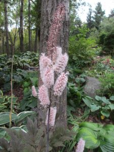 1538273067-name-that-plant-1 | Walter Reeves: The Georgia Gardener