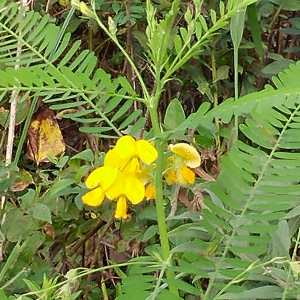 1538328474-name-that-plant-1 | Walter Reeves: The Georgia Gardener