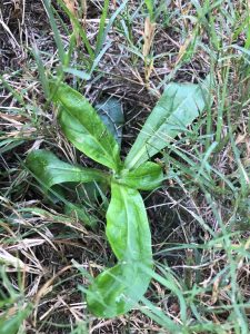 1538527889-name-that-plant-1 | Walter Reeves: The Georgia Gardener