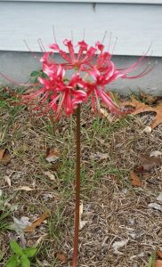 1538677734-name-that-plant-1 | Walter Reeves: The Georgia Gardener