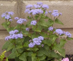 1538759943-name-that-plant-1 | Walter Reeves: The Georgia Gardener