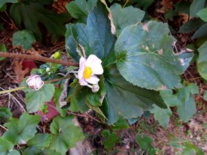 1538768994-name-that-plant-1 | Walter Reeves: The Georgia Gardener