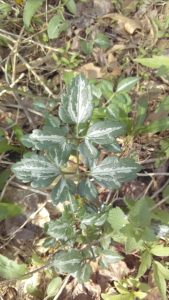 1538826757-name-that-plant-1 | Walter Reeves: The Georgia Gardener