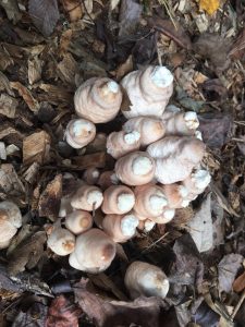 1539094350-name-that-plant-1 | Walter Reeves: The Georgia Gardener