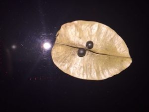 1539613839-name-that-plant-1 | Walter Reeves: The Georgia Gardener