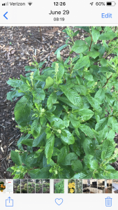 1539621021-name-that-plant-1 | Walter Reeves: The Georgia Gardener