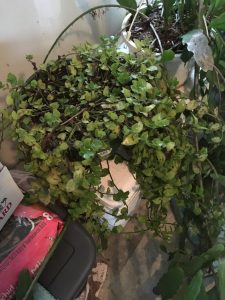 1539642057-name-that-plant-1 | Walter Reeves: The Georgia Gardener