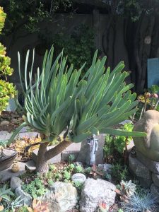 1539889073-name-that-plant-1 | Walter Reeves: The Georgia Gardener