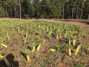 1550949070-name-that-plant-1 | Walter Reeves: The Georgia Gardener