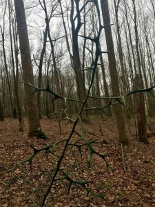 1552163581-name-that-plant-1 | Walter Reeves: The Georgia Gardener