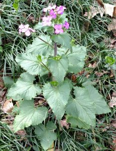 1553992443-name-that-plant-1 | Walter Reeves: The Georgia Gardener