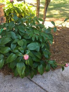 1556382351-name-that-plant-1 | Walter Reeves: The Georgia Gardener