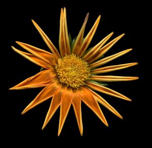 1557509389-name-that-plant-1 | Walter Reeves: The Georgia Gardener